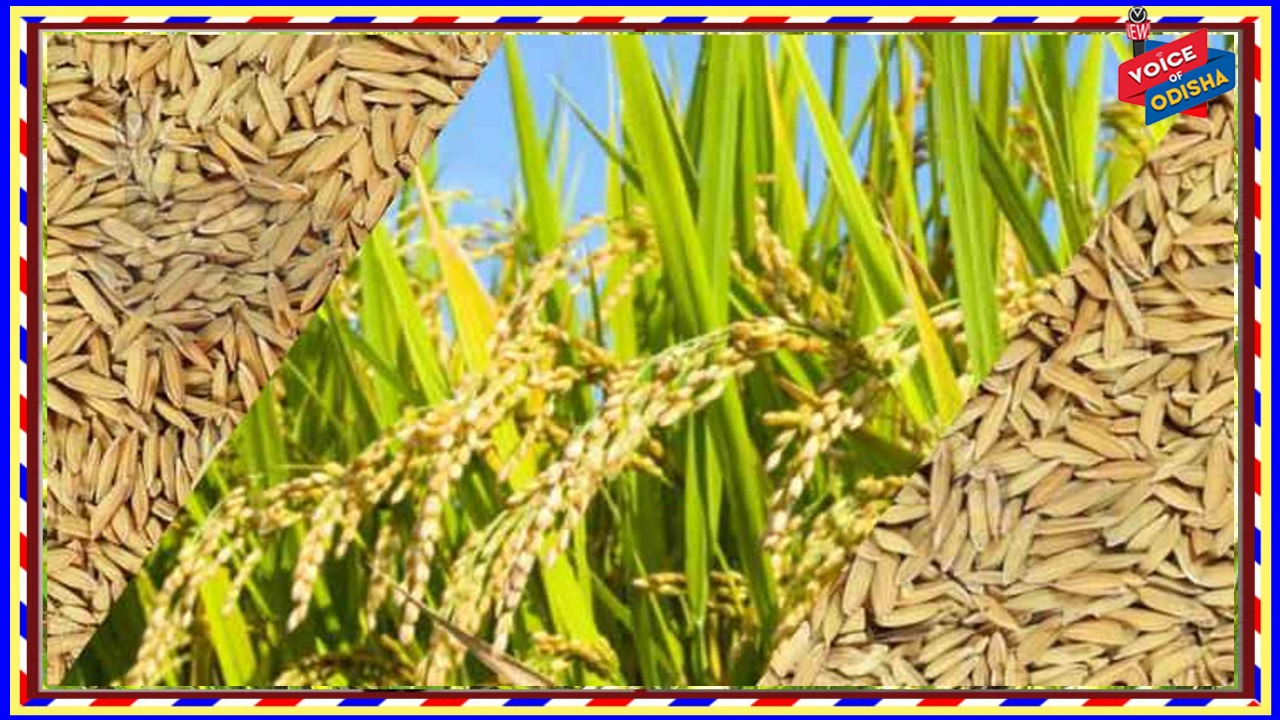 ଚଳିତ ବର୍ଷ ମେ’ପ୍ରଥମ ସପ୍ତାହରୁ ରାଜ୍ୟରେ ୧୭ଟି ଜିଲ୍ଲାରେ ରବିଧାନ ସଂଗ୍ରହ