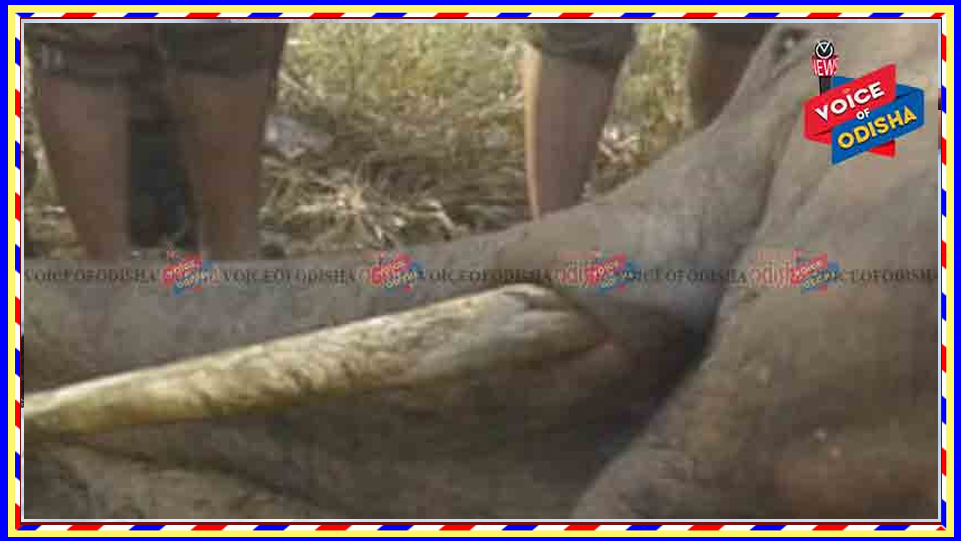 ଜଙ୍ଗଲରେ ଦନ୍ତାହାତୀର ମୃତଦେହ ଠାବ