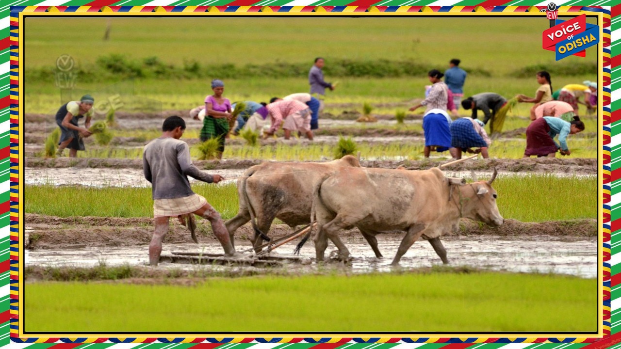ଚଳିତ ବର୍ଷ ଖରିଫ ଋତୁରେ ରାଜ୍ୟର ଚାଷୀମାନଙ୍କୁ ୯ ହଜାର କୋଟିର ସମବାୟ ଋଣ 