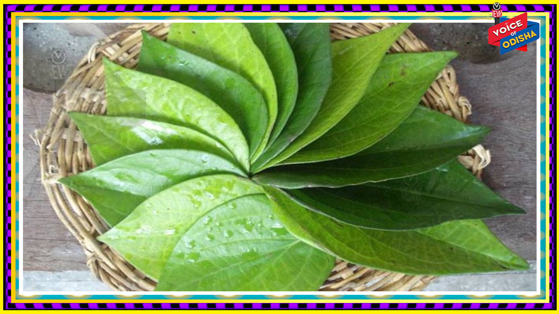 ଆସନ୍ତୁ ଜାଣିବା ପାନପତ୍ରର ଉପକାରିତା ବିଷୟରେ