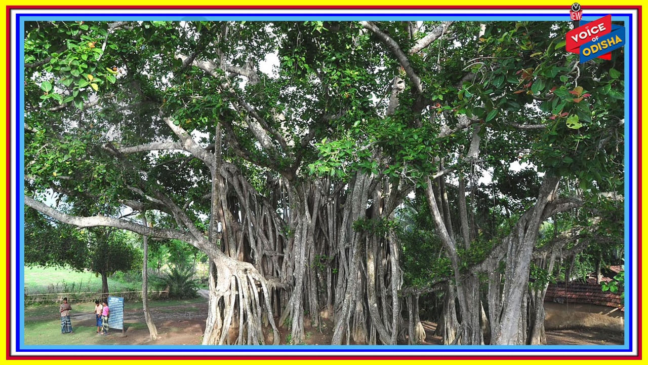 ଶୁଦ୍ଧ ଅମ୍ଳଜାନ ଆହରଣ ଶରୀର ପାଇଁ ଗୁରୁତ୍ବପୂର୍ଣ୍ଣ, ଦିନକୁ ୧୧ ହଜାର ଲିଟର ଅମ୍ଳଜାନ ଆବଶ୍ୟକ