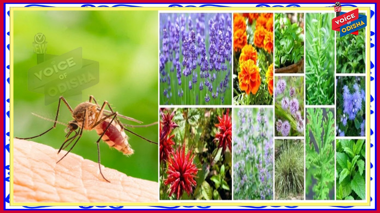 ମଶା ଠାରୁ ମୁକ୍ତି ପାଇବା ପାଇଁ ଚାହୁଁଛନ୍ତି କି? ଘରେ ଲଗାନ୍ତୁ ଏହି ସବୁ ଗଛ