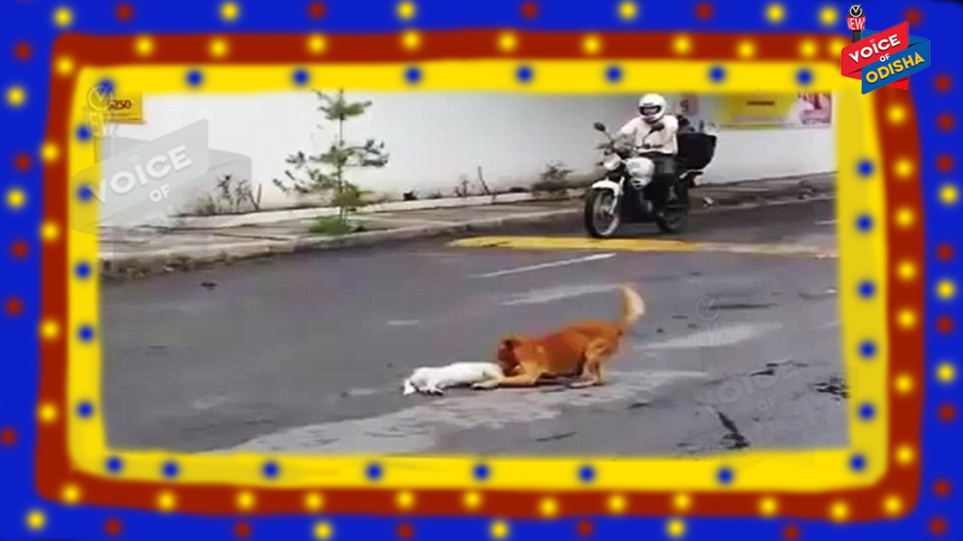 ମଣିଷ ଯେ କେତେ ତଳକୁ ଖସି ନିର୍ଦ୍ଧୟ ହୋଇପାରେ ତାର ଏକ ଜ୍ୱଳନ୍ତ ଘଟଣା : ପଢିଲେ ଜାଣିବେ ପୁରା ଘଟଣା