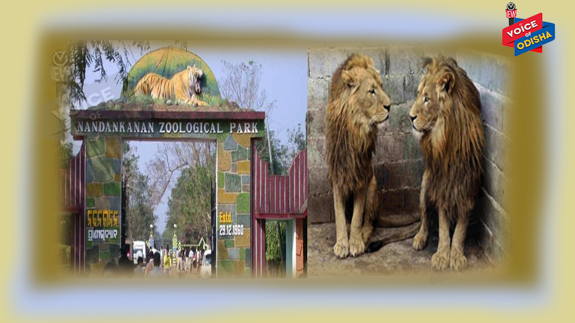 ନନ୍ଦନକାନନ ପ୍ରାଣୀ ଉଦ୍ୟାନ ପାଇଁ ଶୁଭ ସଂକେତ,  ଆଉ କିଛି ଦିନ ମଧ୍ୟରେ ମା ହେବା ସିଂହୀ ‘ବିଜଲୀ’