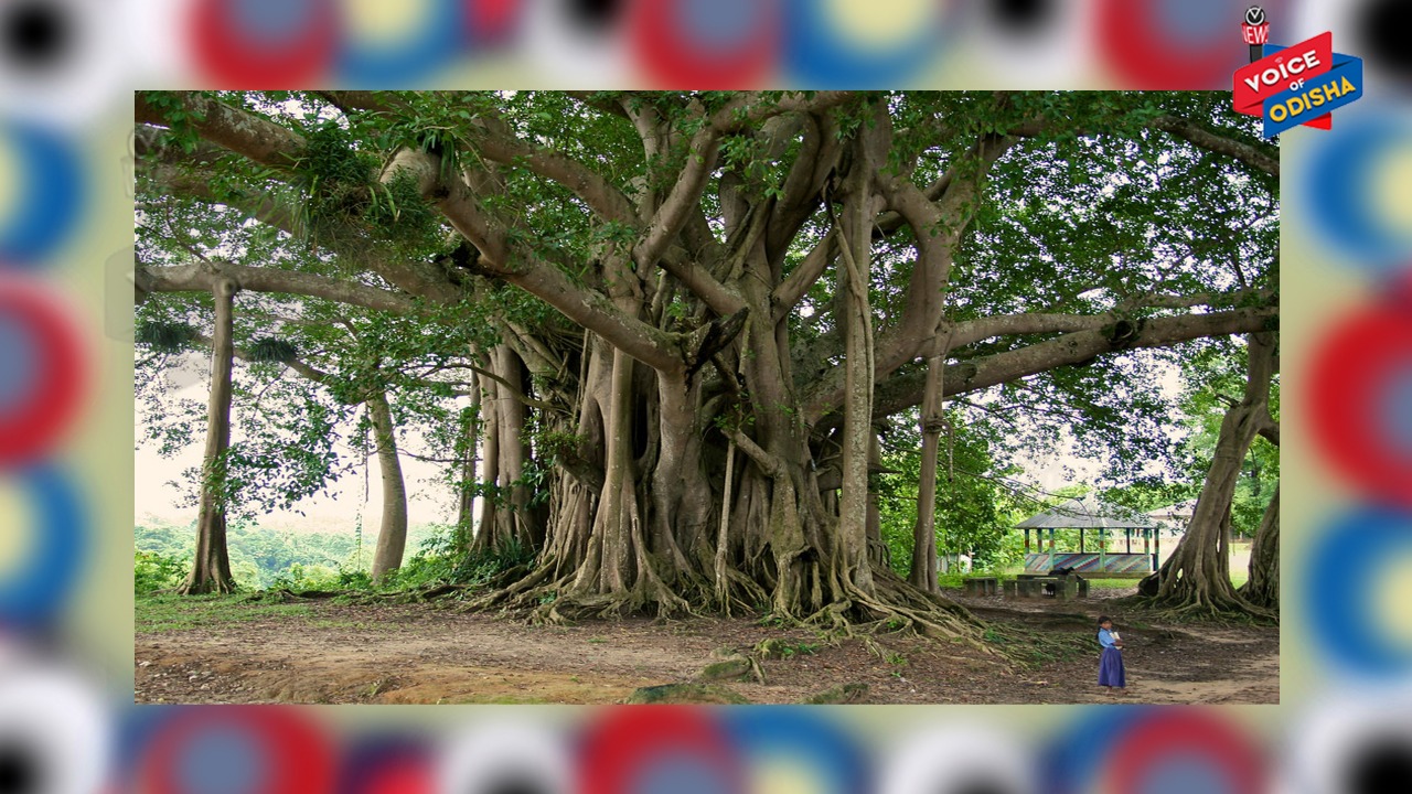 କୋଟିପତି ହେବାକୁ ଚାହୁଁଛନ୍ତି କି, ତେବେ ବରଗଛ ନିକଟକୁ ଯାଆନ୍ତୁ