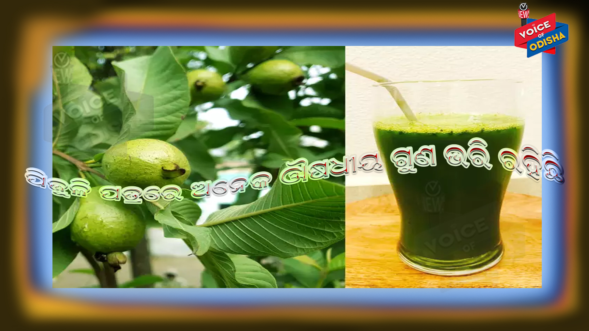 କେବେ ପିଇଛନ୍ତି ପିଜୁଳି ପତ୍ର ଜୁସ୍‌ ? କେଉଁମାନେ ପିଇବା ଉଚିତ୍‌ ଜାଣନ୍ତୁ