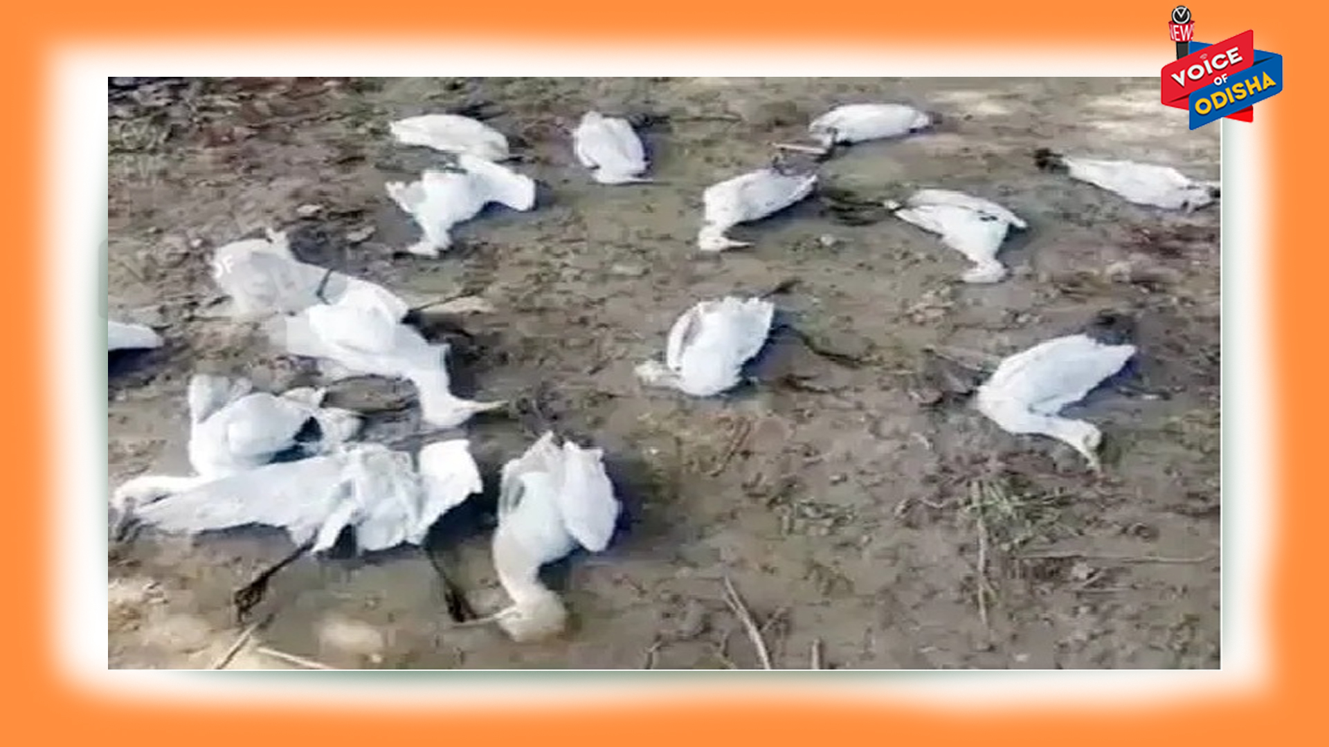 ଏଠାରେ ଅଚାନକ୍ ମରିଗଲେ ଶହ ଶହ ବଗ, ରହସ୍ୟମୟ ରୋଗରେ ଲୋକେ ଛାନିଆ