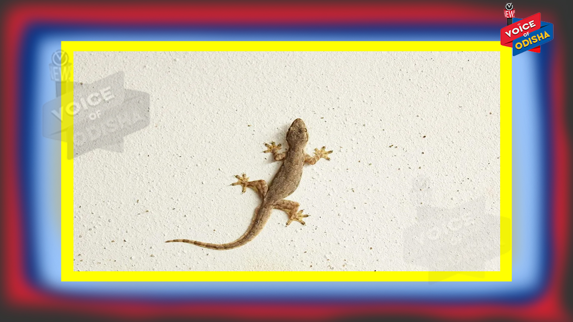 ଝିଟିପିଟି କାମୁଡିଲେ କରିବେ କ’ଣ ? ଜାଣନ୍ତୁ