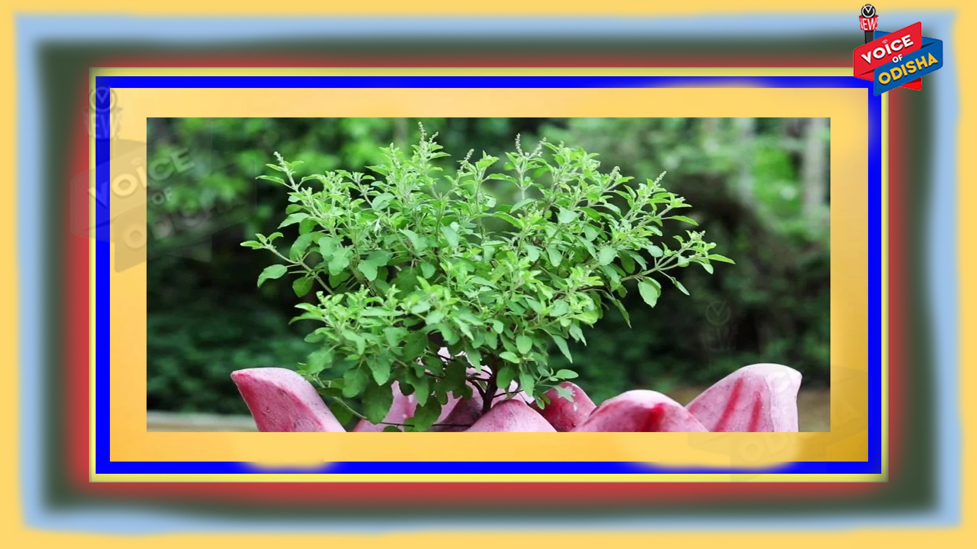 ତୁଳସୀ ପତ୍ର ଯଦି ଶୁଖିଯାଏ ତେବେ ଘରକୁ ଆସିପାରେ ସଙ୍କଟ