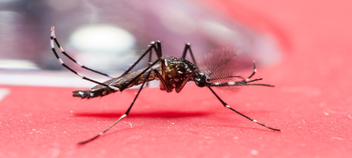  ୨୪ ଘଣ୍ଟାରେ ୫୫ ଜଣ ଡେଙ୍ଗୁ ରୋଗୀ ଚିହ୍ନଟ