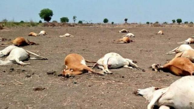 ବିଦ୍ୟୁତ ତାର ଲାଗି ୧୦ ଗୋରୁ ମୃତ