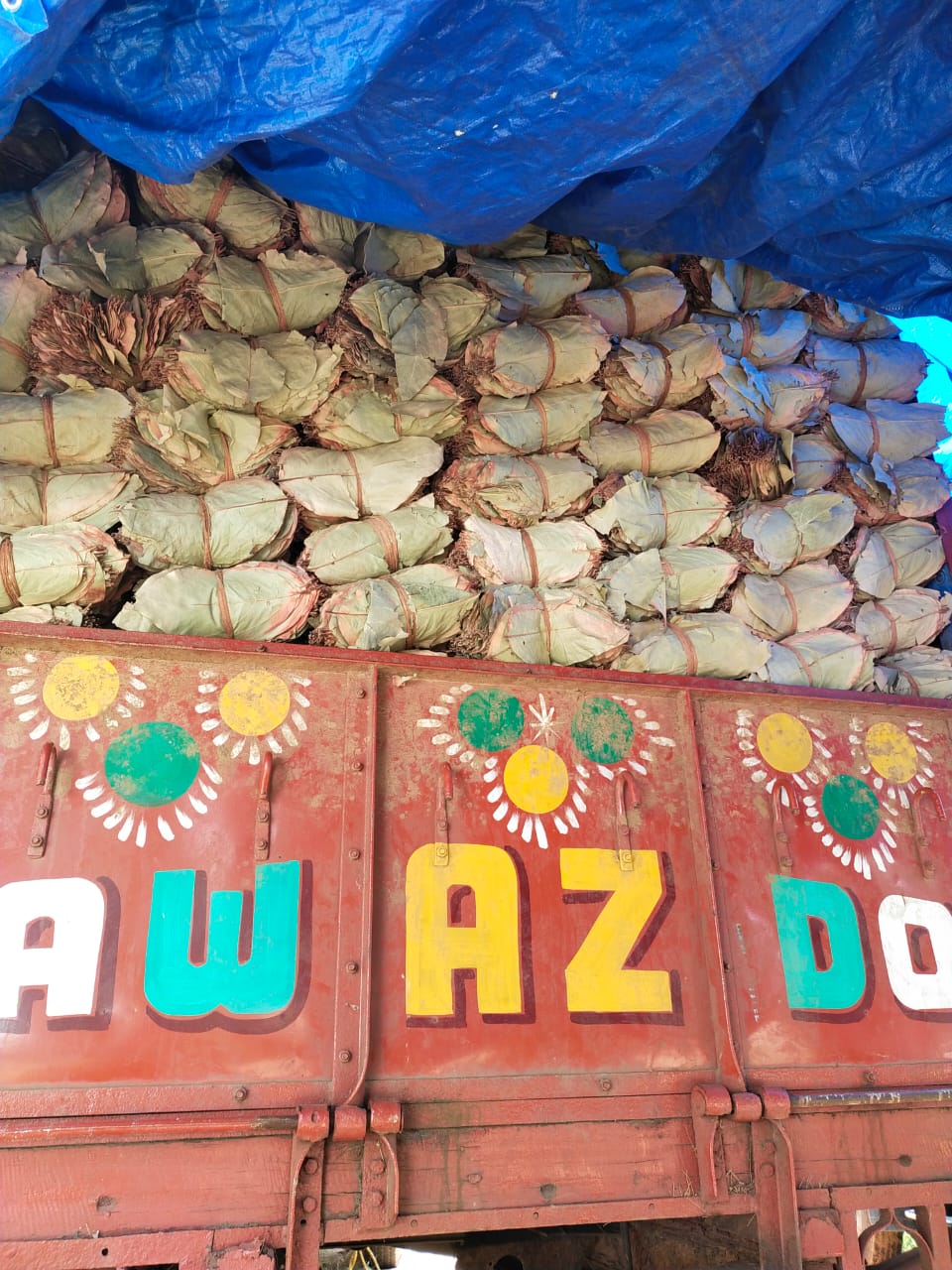 ବଲେରୋ ଓ ମିନିଟ୍ରକରେ ଭର୍ତ୍ତି ହୋଇଥିଲା ବିଡ଼ା ବିଡ଼ା କେନ୍ଦୁପତ୍ର  ମାଫିଆ ଚମ୍ପଟ, ଖାଲି ବଲୋରୋ, ଟ୍ରକ୍ ଜବତ କଲା ବନ ବିଭାଗ