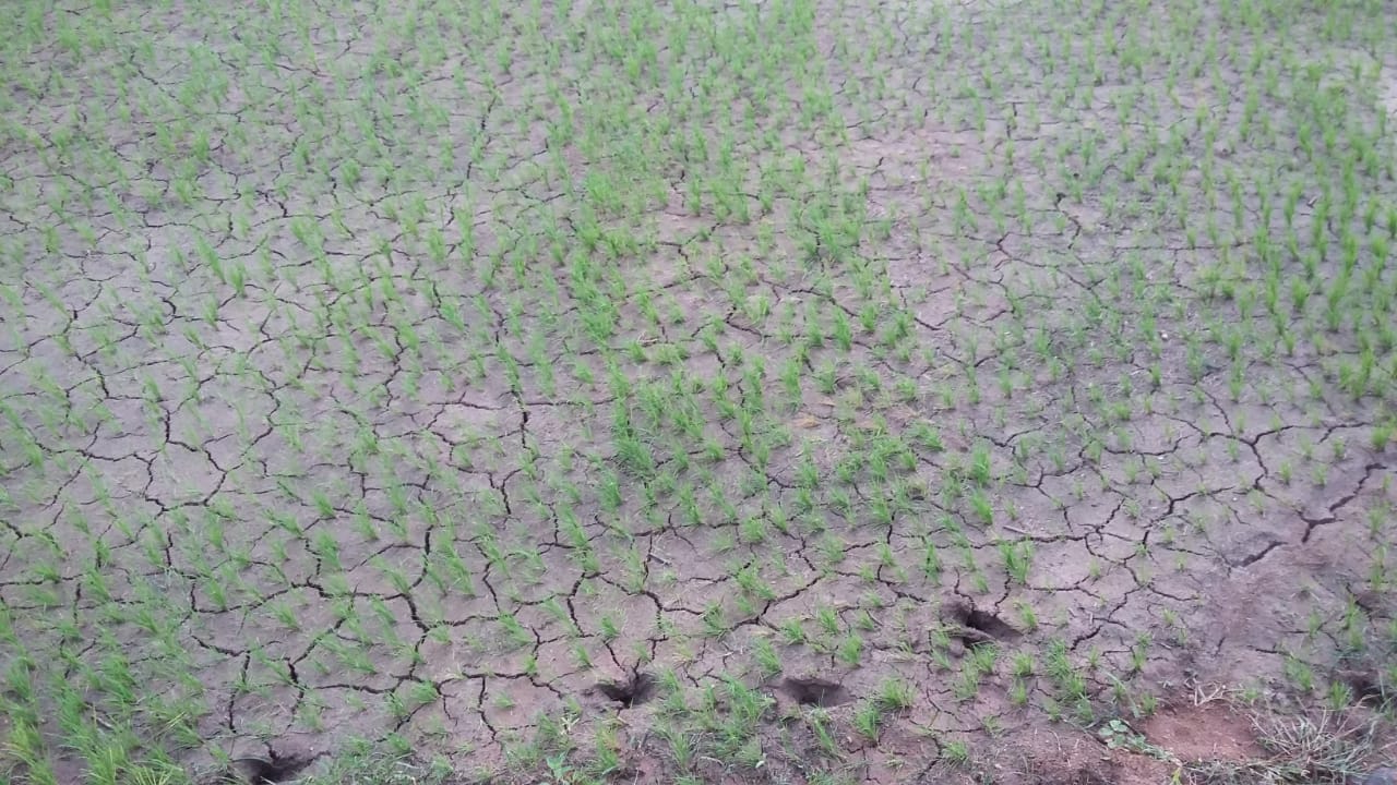 ୨୫ ରୁ ହୋଇପାରେ ବର୍ଷା!