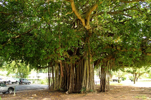 ଶନିବାର ଯାଆନ୍ତୁ ବରଗଛ ମୂଳକୁ, କାହିଁଁକି...