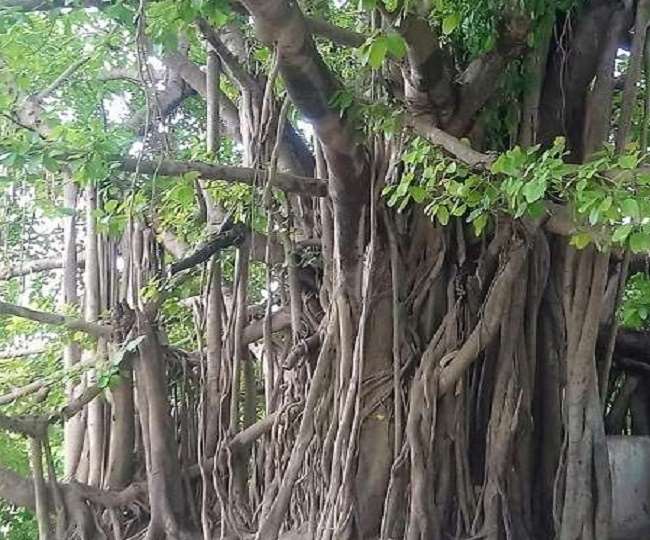 ଗଛ ପାଇଁ ମିଳିବ ଅଢେ଼ଇ ହଜାର ଟଙ୍କାର ପେନସନ