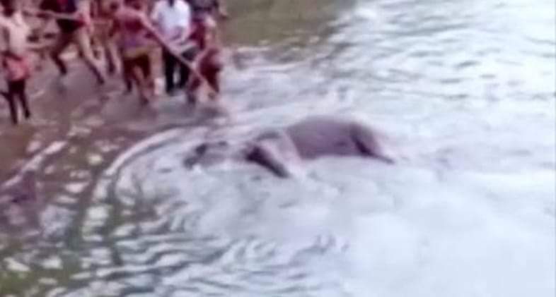 ଯୋବ୍ରାରୁ ମିଳିଲା ହାତୀର ମୃତଦେହ