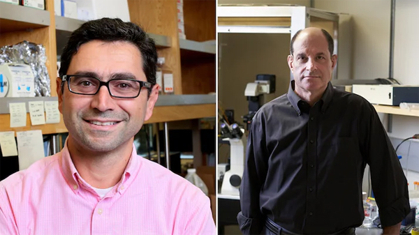 ଦୁଇ ଆମେରିକୀୟ ଆର୍ଡେମ, ଡେଭିଡଙ୍କୁ ଭେଷଜରେ ନୋବେଲ