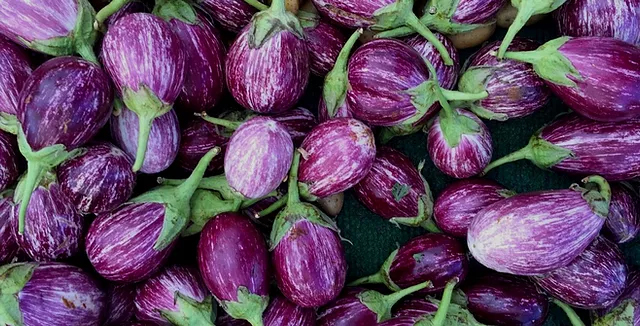 ରାଜଧାନୀରେ ବାଇଗଣ ୧୦୦ ପାର୍