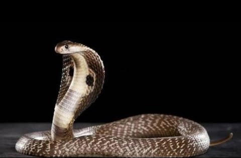 ମନ୍ଦିରରୁ ଚୋରି କରିଥିଲେ, ସ୍ବପ୍ନରେ ଦେଖିଲେ ନାଗ, ତାପରେ...