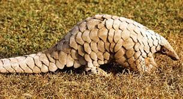 ଜୀବନ୍ତ ବଜ୍ରକାପ୍ତା ଉଦ୍ଧାର, ୨ ଗିରଫ