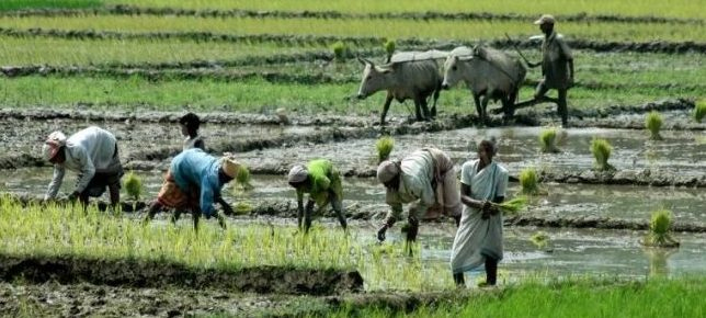 ଓଡ଼ିଶା ଚାଷୀଙ୍କ ମାସିକ ହାରାହାରି ଆୟ ଦେଶରେ ଦ୍ୱିତୀୟ ସର୍ବନିମ୍ନ