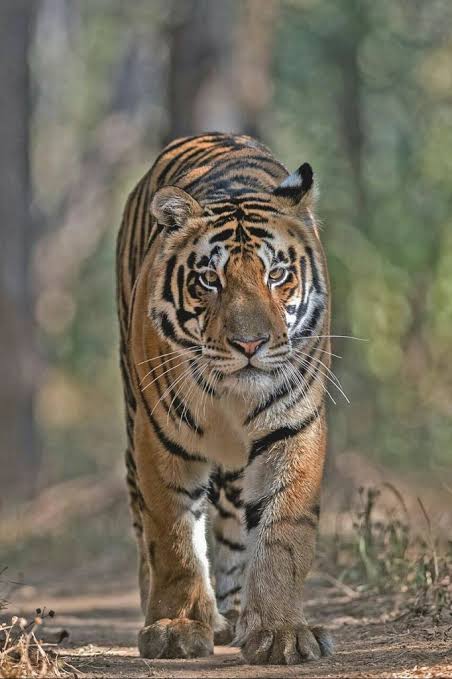 ସାତକୋଶିଆରେ ବାଘ ଗଣନା କାଲିଠୁ 