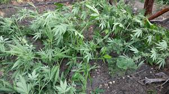 ୭ଟି ଜିଲ୍ଲାରେ ହେଉଛି ବିପୁଳ ଗଂଜେଇ ଚାଷ, ଜାଣନ୍ତୁ କେଉଁ ଜିଲ୍ଲା