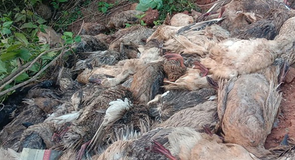 ବିଷ ଦେଇ ବିଦେଶୀ ପକ୍ଷୀଙ୍କୁ ମାରିଦେଲେ!