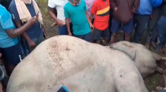 ଟ୍ରେନ୍‌ ଧକ୍କାରେ ୨ ହାତୀ ମୃତ