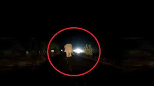 ସରସ୍ବତୀ ବସ୍ତିରେ ହାତୀ ଉପଦ୍ରବ