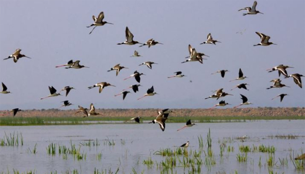 ଚିଲିକାରେ ଚାଲିଛି ପକ୍ଷୀ ଗଣନା