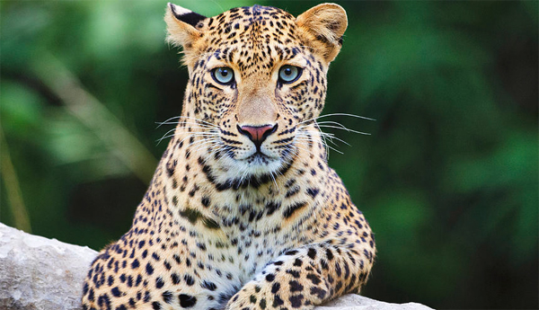 କଲରାପତରିଆ ମୃତଦେହ ଉଦ୍ଧାର