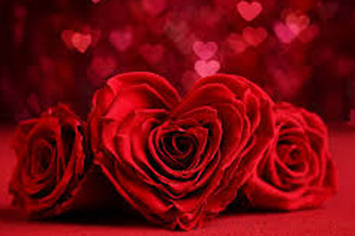 ଗୋଲାପ ଦେଇ ପ୍ରେମ ବାଣ୍ଟିଲେ