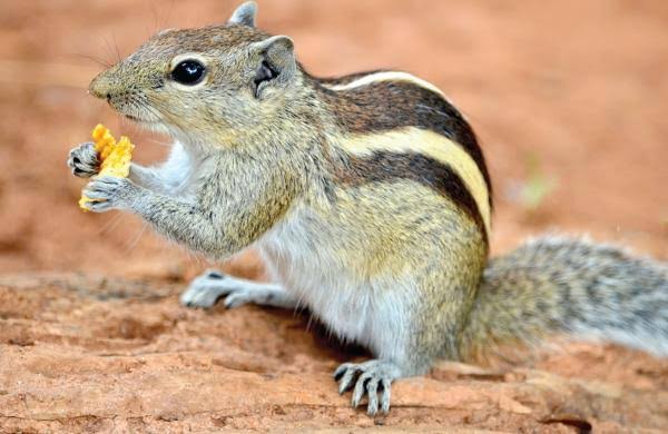 କୁତୁକୁତୁ କଲେ ମୂଷା ହସେ 