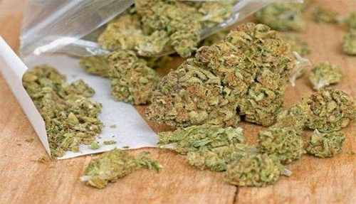 କୋଟିଏ ଟଙ୍କାର ଗଞ୍ଜେଇ ଜବତ, ସରପଞ୍ଚ ସମେତ ୩ ଗିରଫ