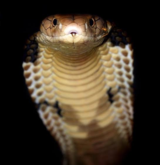 ନାଗ ସହ ଲଢ଼ି ଜୀବନ ହାରିଲା ଟାଇସନ 