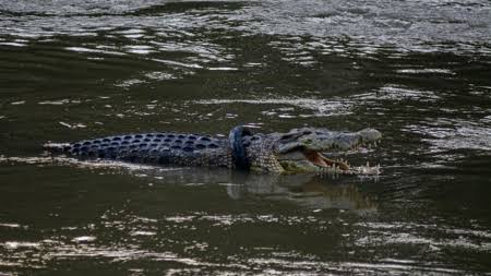 ଟାଣିନେଲା କି କୁମ୍ଭୀର!