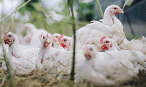 ଚିକେନ୍‌ ଦର ବେଲଗାମ