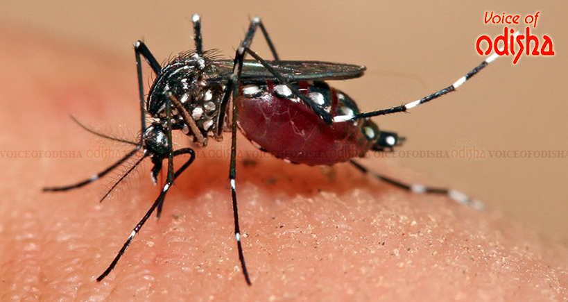 ୨ ଡ଼େଙ୍ଗୁ ରୋଗୀ ଚିହ୍ନଟ