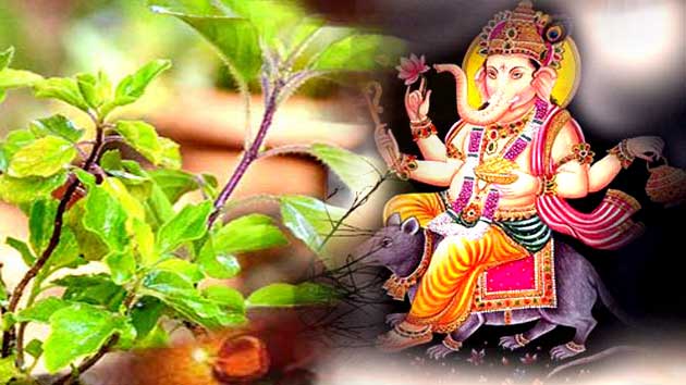 କାହିଁକି ଗଣେଶଙ୍କ ପୂଜାରେ ଲାଗେନାହିଁ ତୁଳସୀ ?