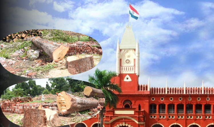 ଗଛ କଟା ମାମଲାରେ ହାଇକୋର୍ଟରୁ ବଡ଼ ଖବର