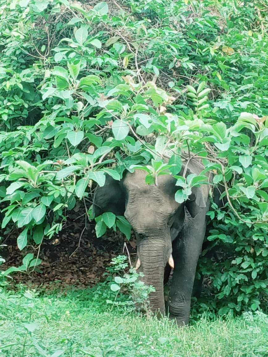 ହାତୀକୁ ଗୁଳି, ମନ୍ତ୍ରୀଙ୍କୁ ଦେବୀଙ୍କ ଫୋନ୍