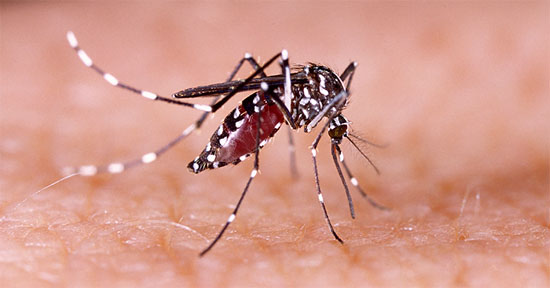 ରାଜଧାନୀରେ ଡେଙ୍ଗୁ, ଜଣେ ମୃତ