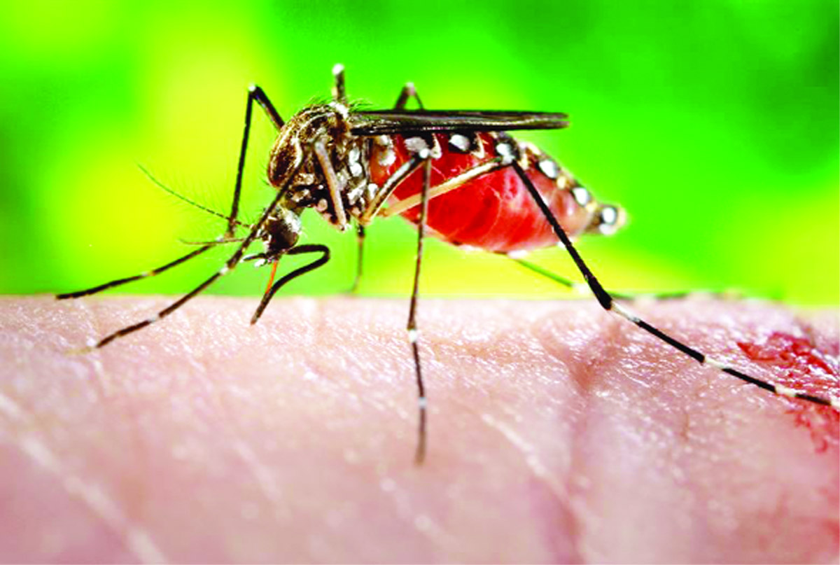 ଡେଙ୍ଗୁ ରୋକିବାକୁ ଘୋଷଣା ହେଲା ଡ୍ରାଏ ଡେ଼’