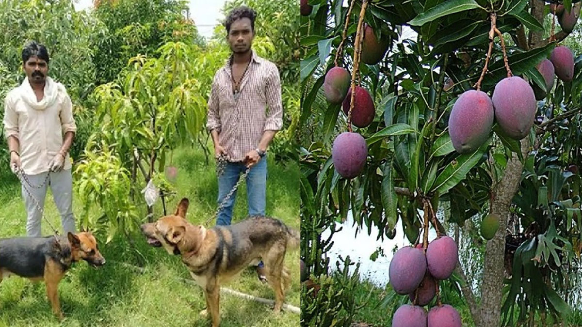 ଆମ୍ୱ କେଜି ୨.୭ ଲକ୍ଷ ଟଙ୍କା