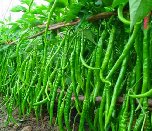 କେଉଁମାନଙ୍କୁ ଭୁଲ୍‌ରେ ବି ଲଙ୍କା ଖାଇବା ମନା