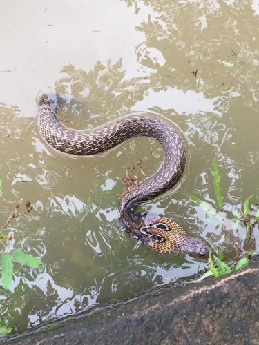 ମାଡି ଆସିଲା ବନ୍ୟା, ଡରାଉଛନ୍ତି ସାପ
