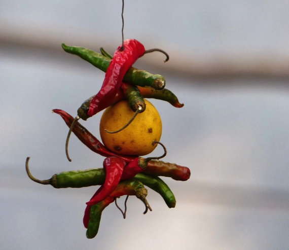 ଶୁଭ ଜିନିଷରେ କାହିଁକି ଟଙ୍ଗାଯାଏ ଲେମ୍ବୁ ଲଙ୍କା ?