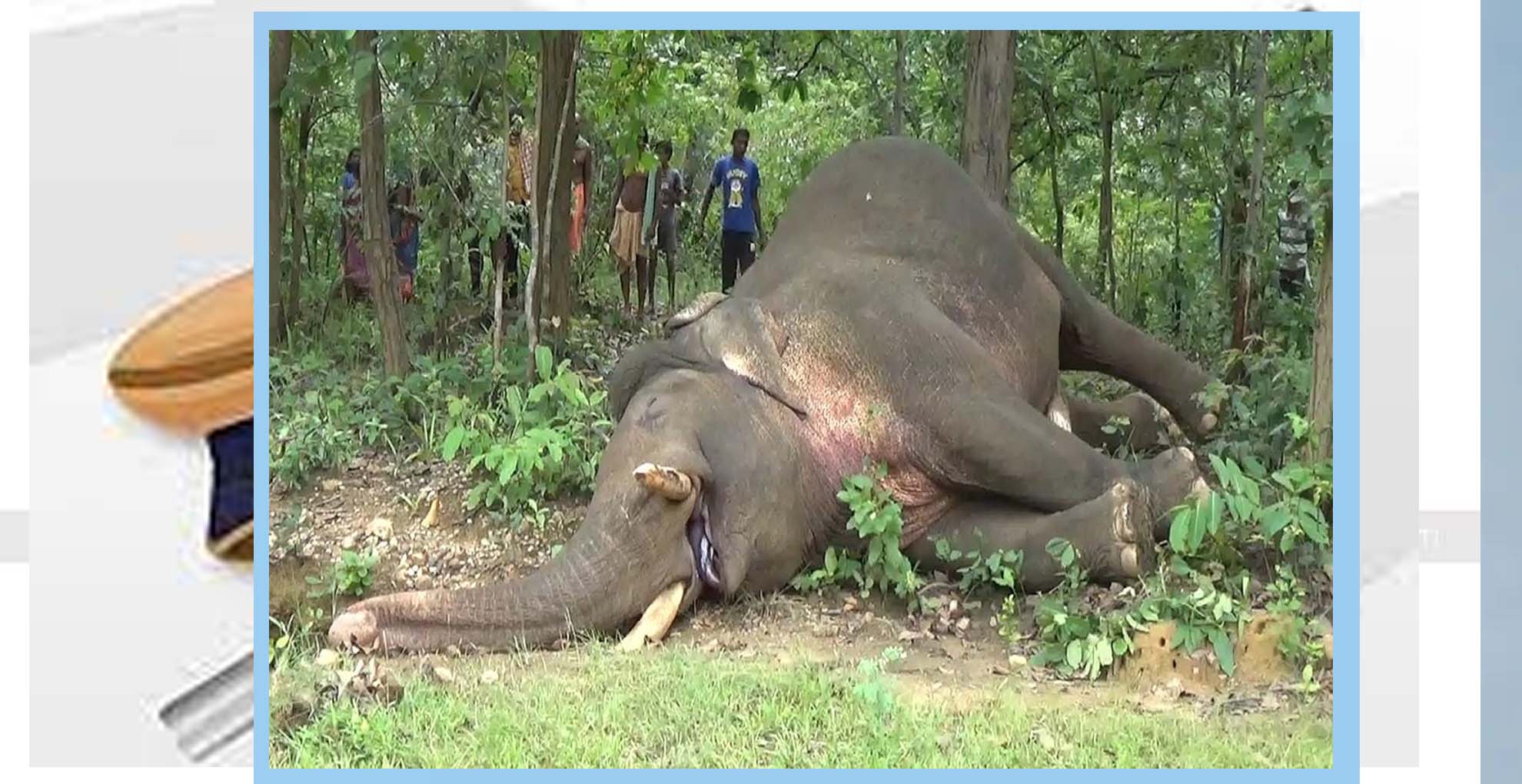 ପୁଣି ଗଜରାଜଙ୍କ ମୃତ୍ୟୁ