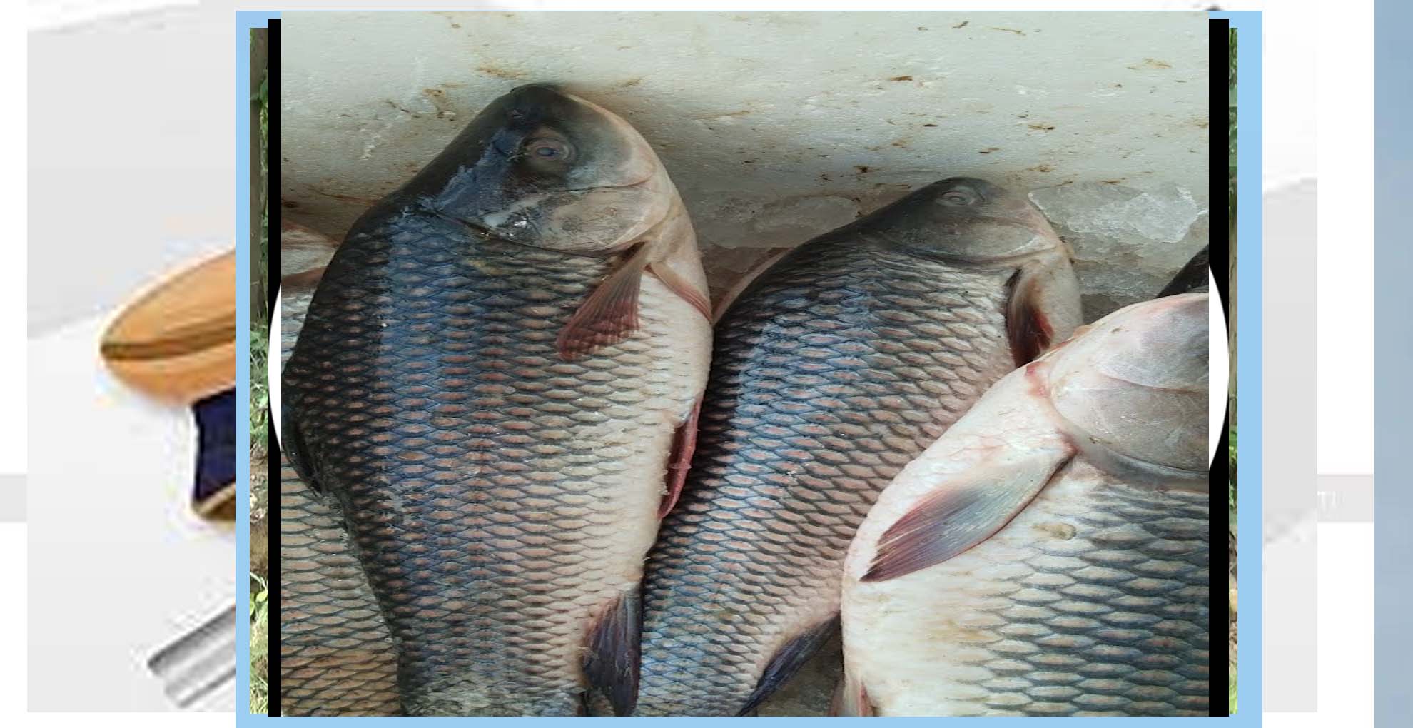  ମତ୍ସ୍ୟ ଉତ୍ପାଦନରେ ଓଡ଼ିଶା ଚତୁର୍ଥ